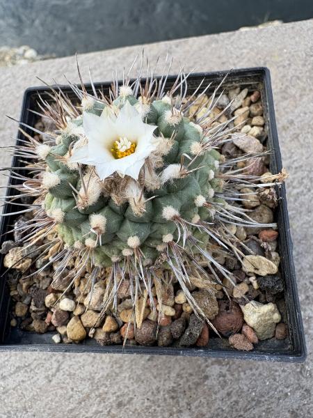 Turbinicarpus swobodae